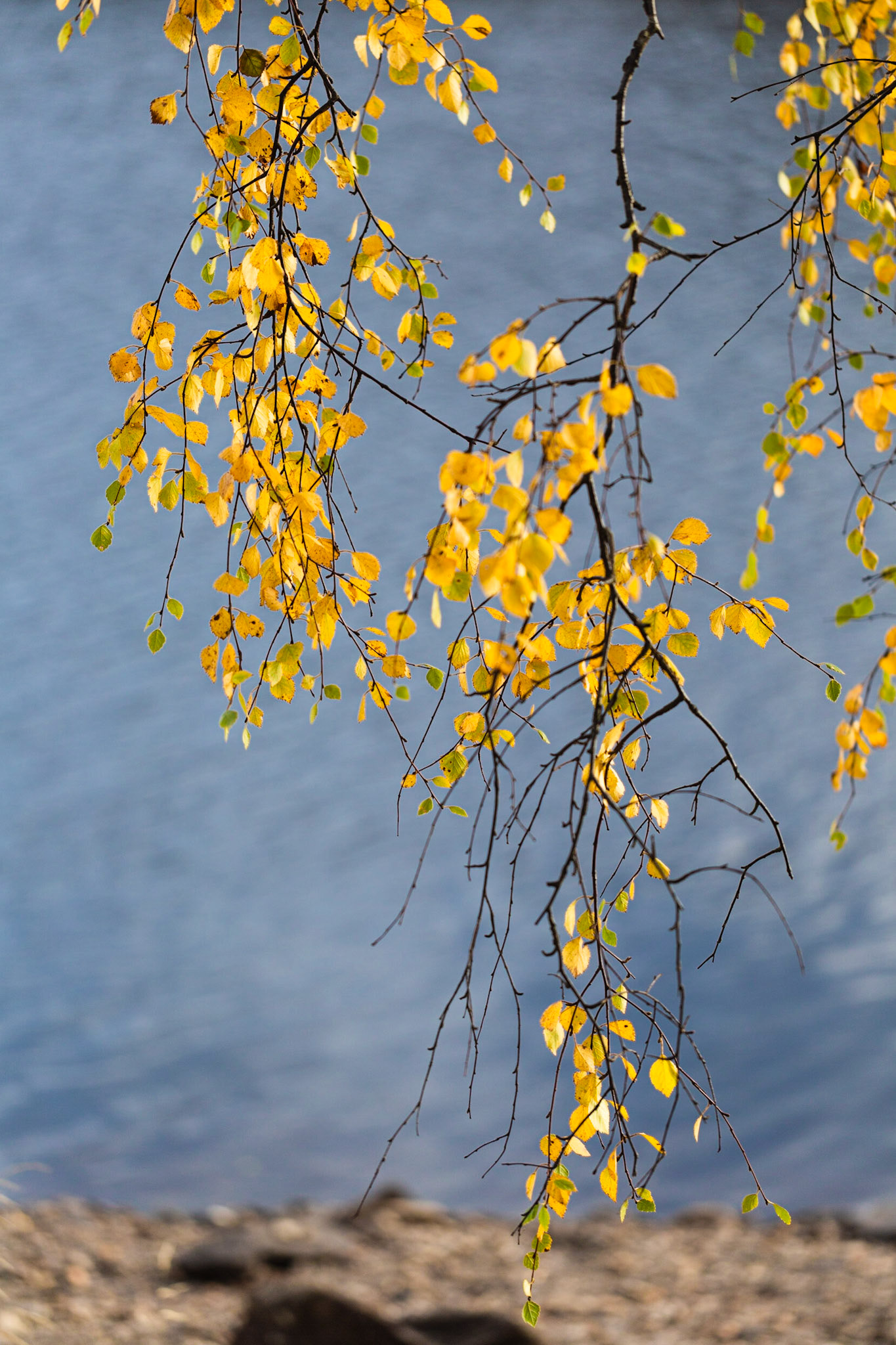Birch leaves