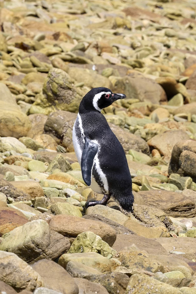 Magellanic penguin