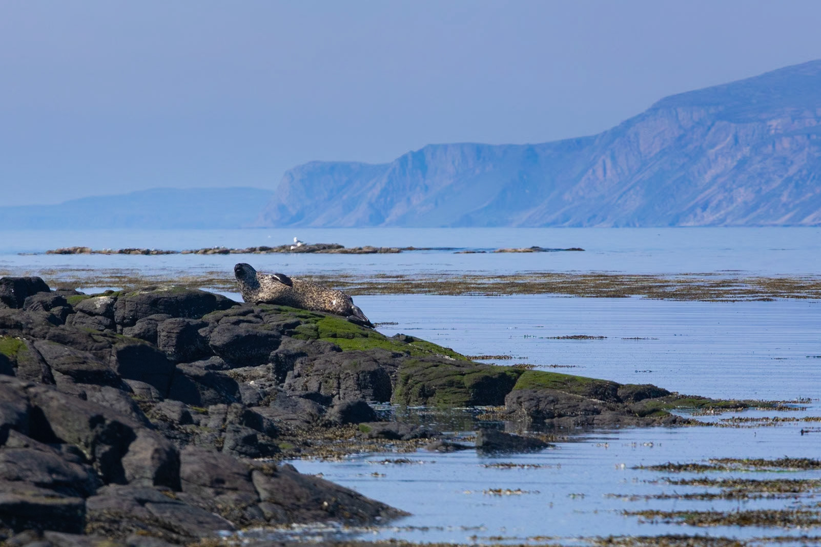 Gallanach Bay - Seal