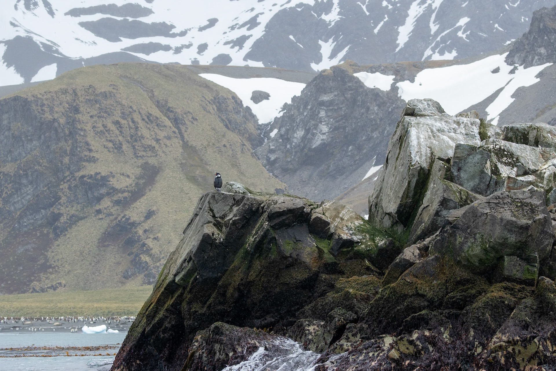 Looking over Gold Harbour