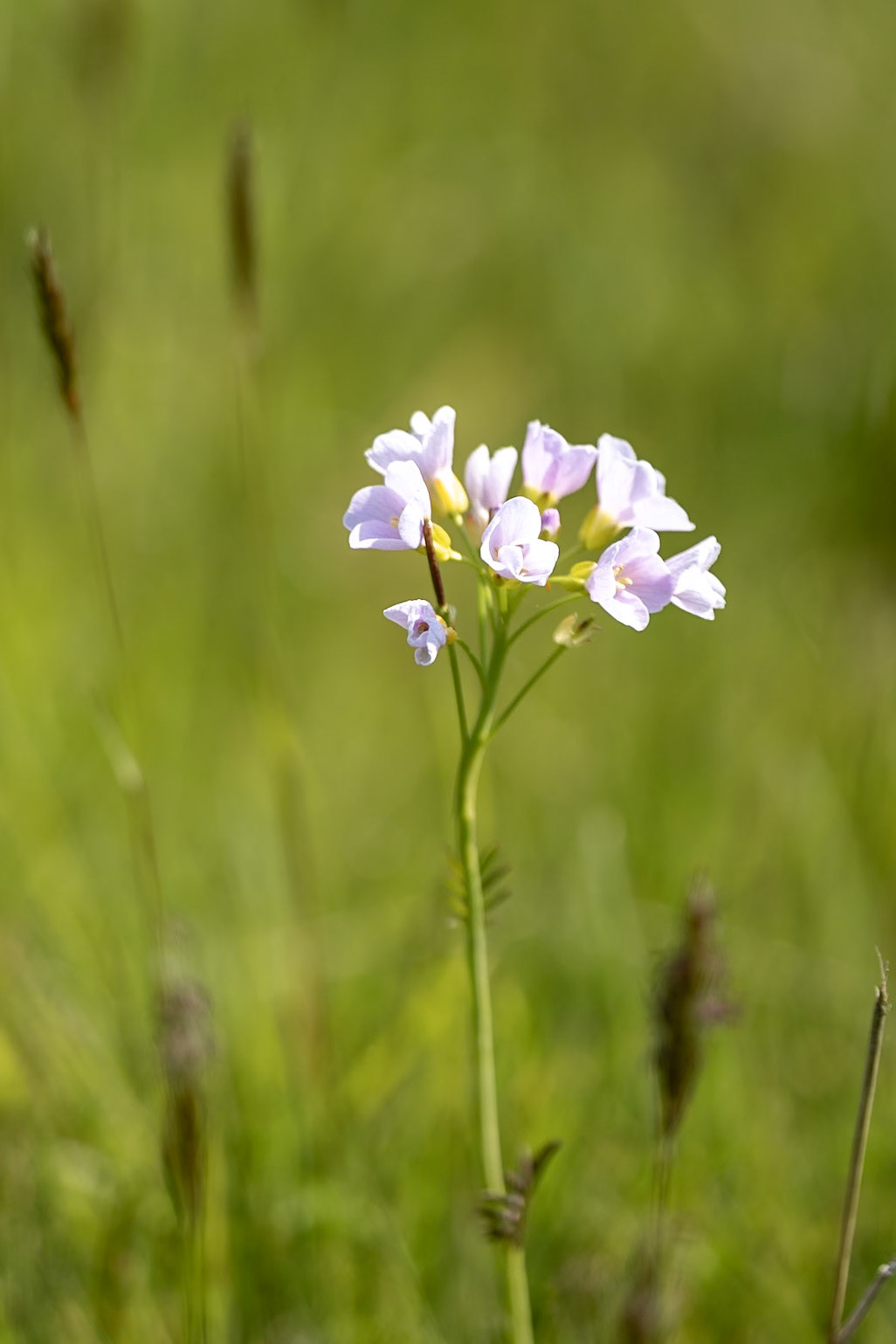 Cuckoo Flower