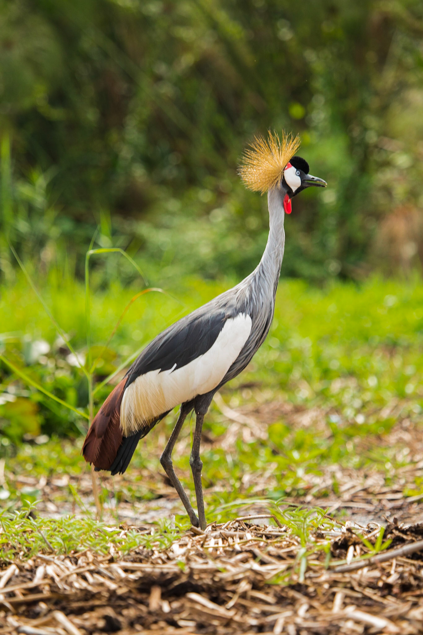Grey Crowned Crane - National bird of Uganda