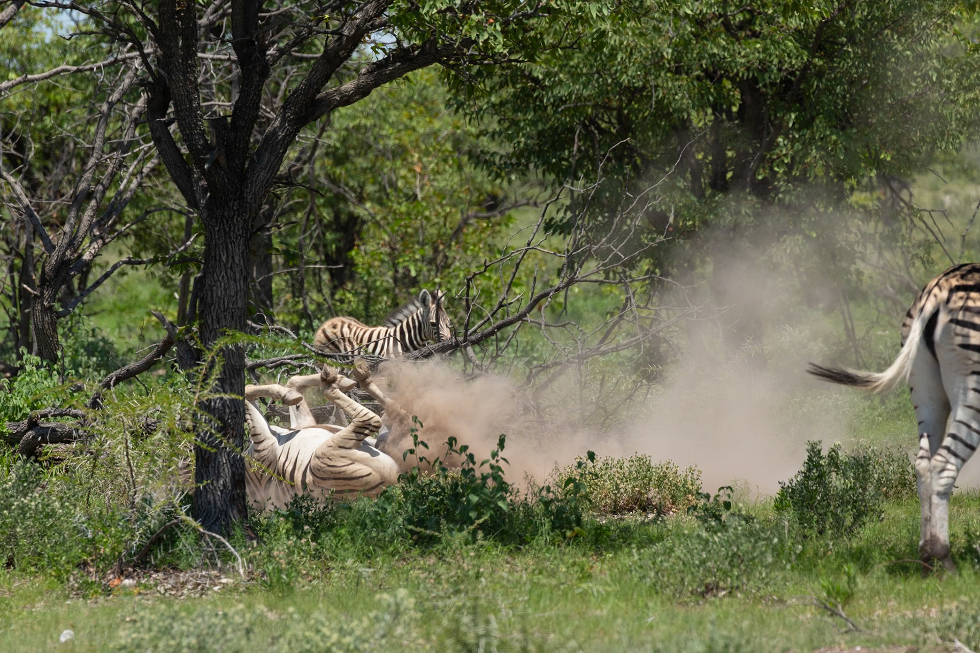 Zebra dust bath