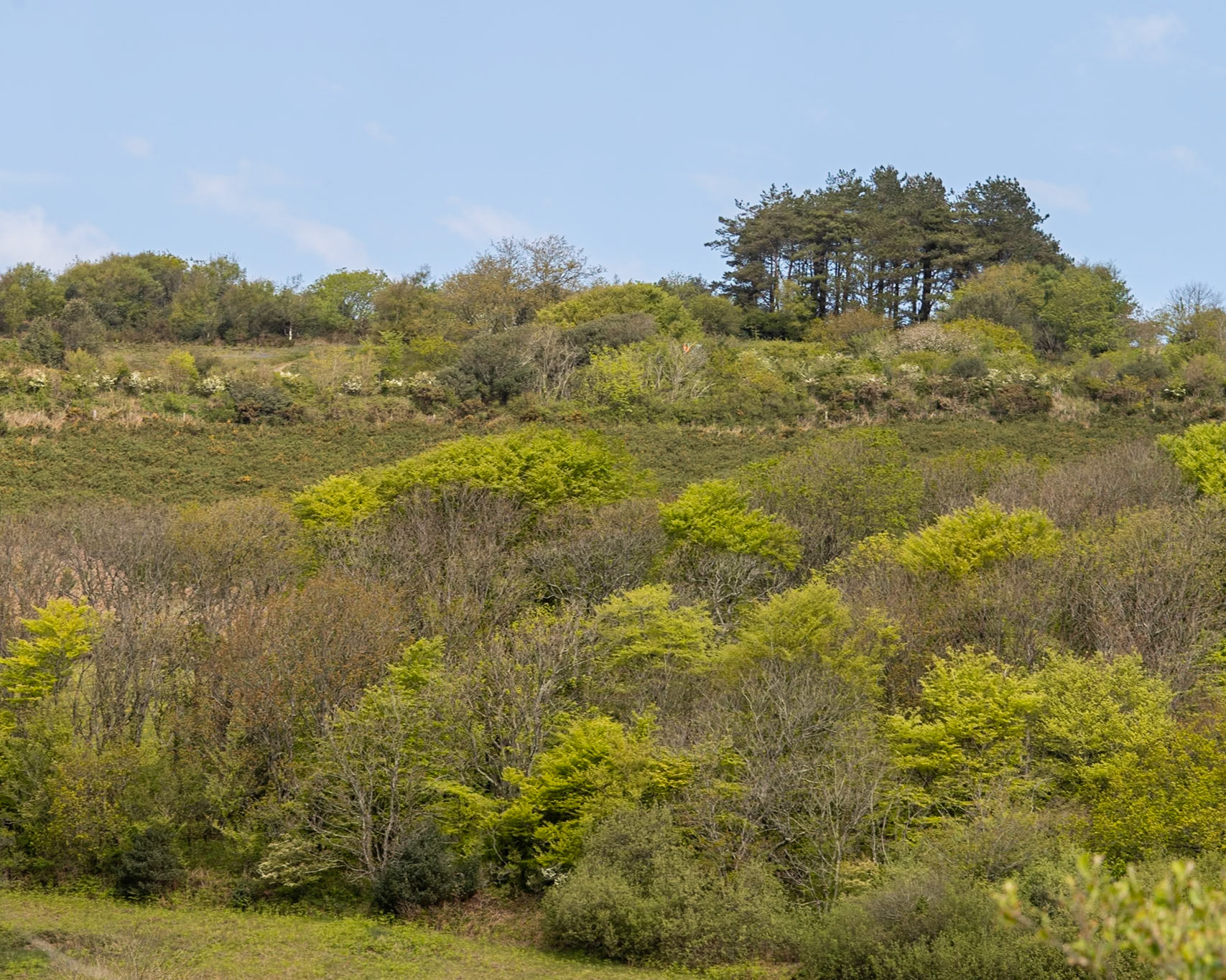 Spring clours in the trees