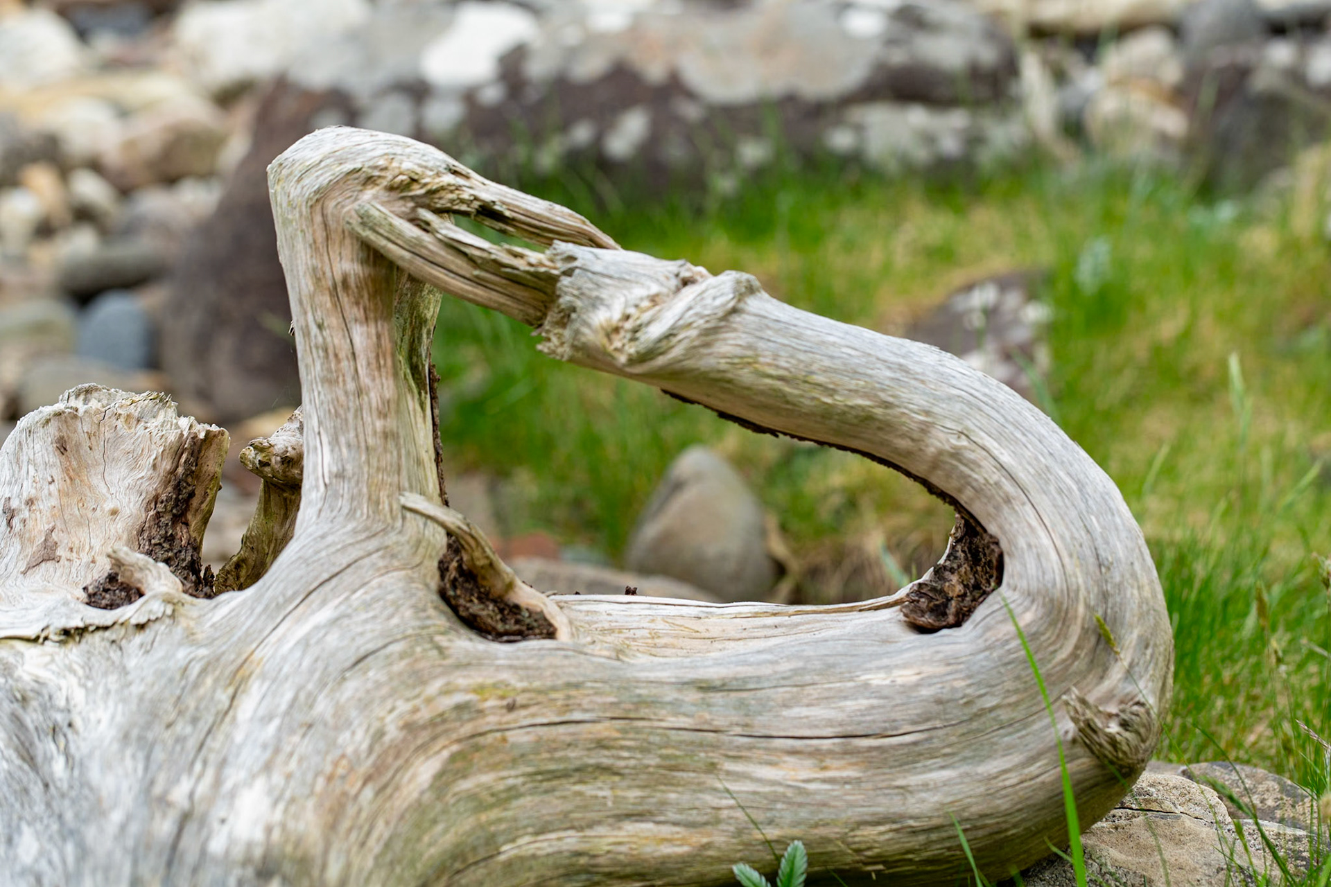 Eigg - old root