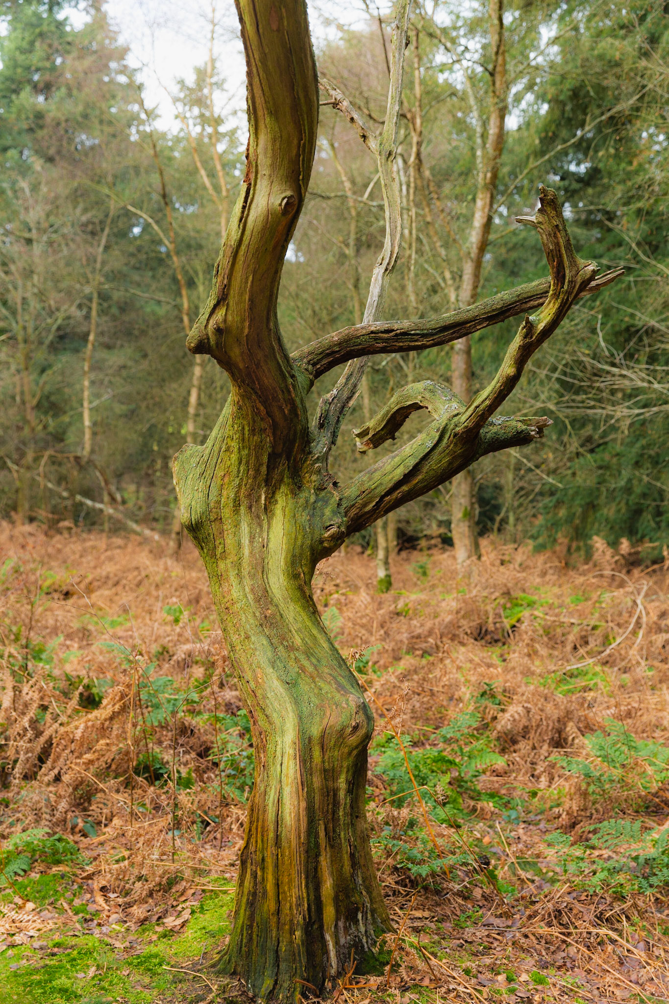 Body stretching ... - Tree sculpture .. Newlands Corner