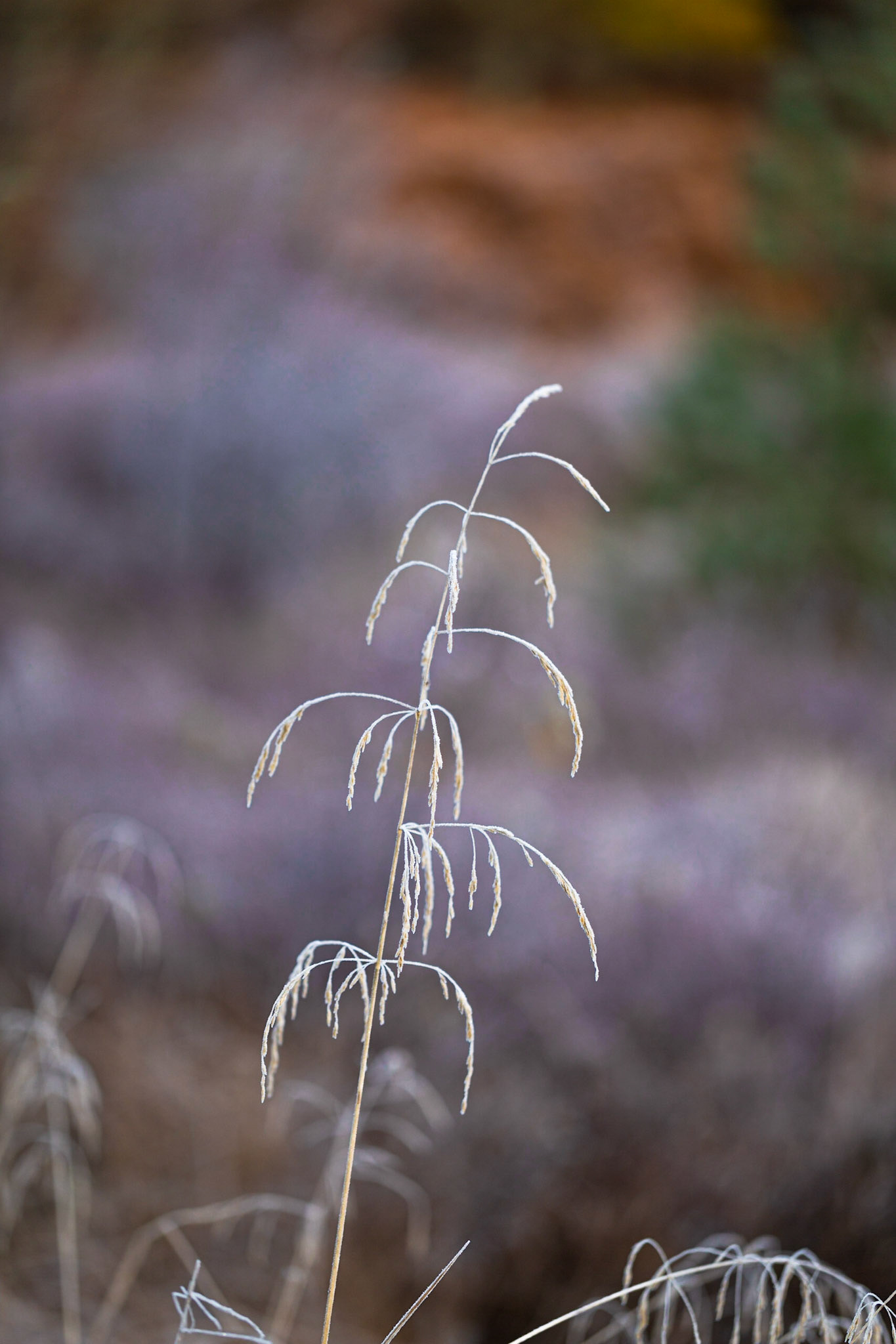 Frozen grasses, Glen Cannich