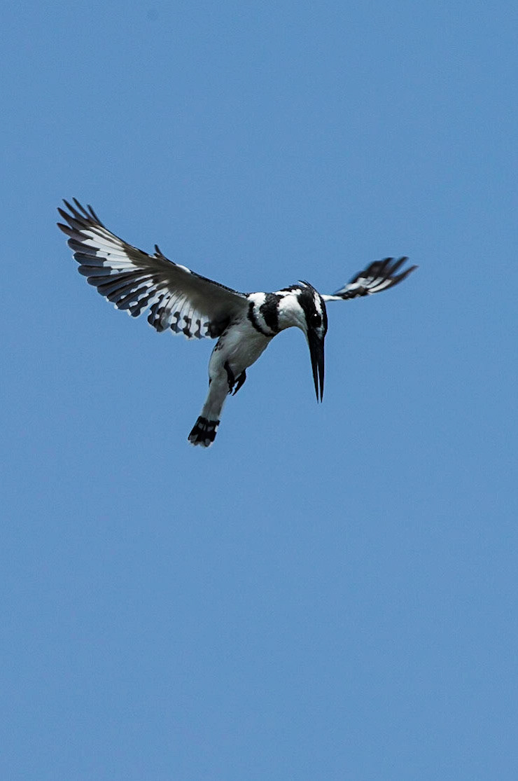 Pied Kingfisher at the ready