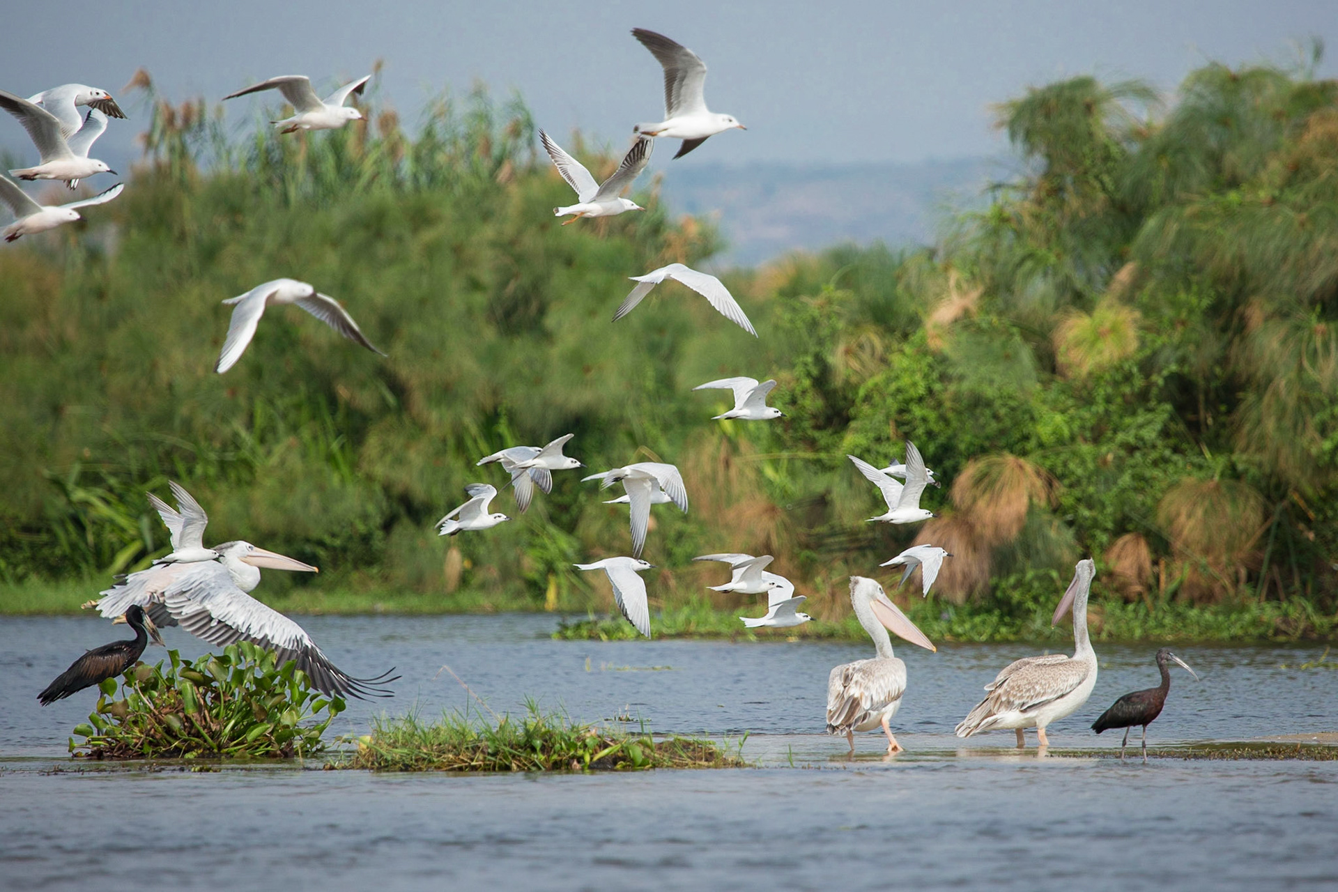 Pelicans and friends
