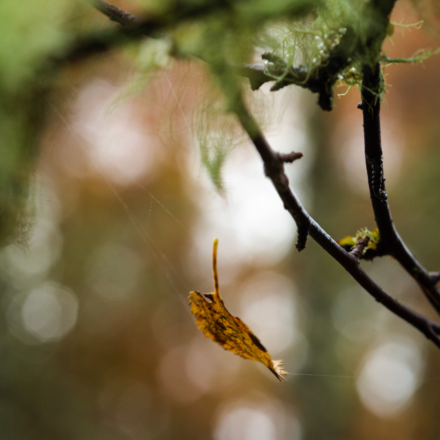 Suspended animation ..