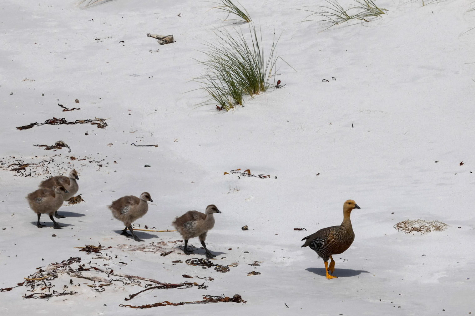 Southern Upland goose and goslings