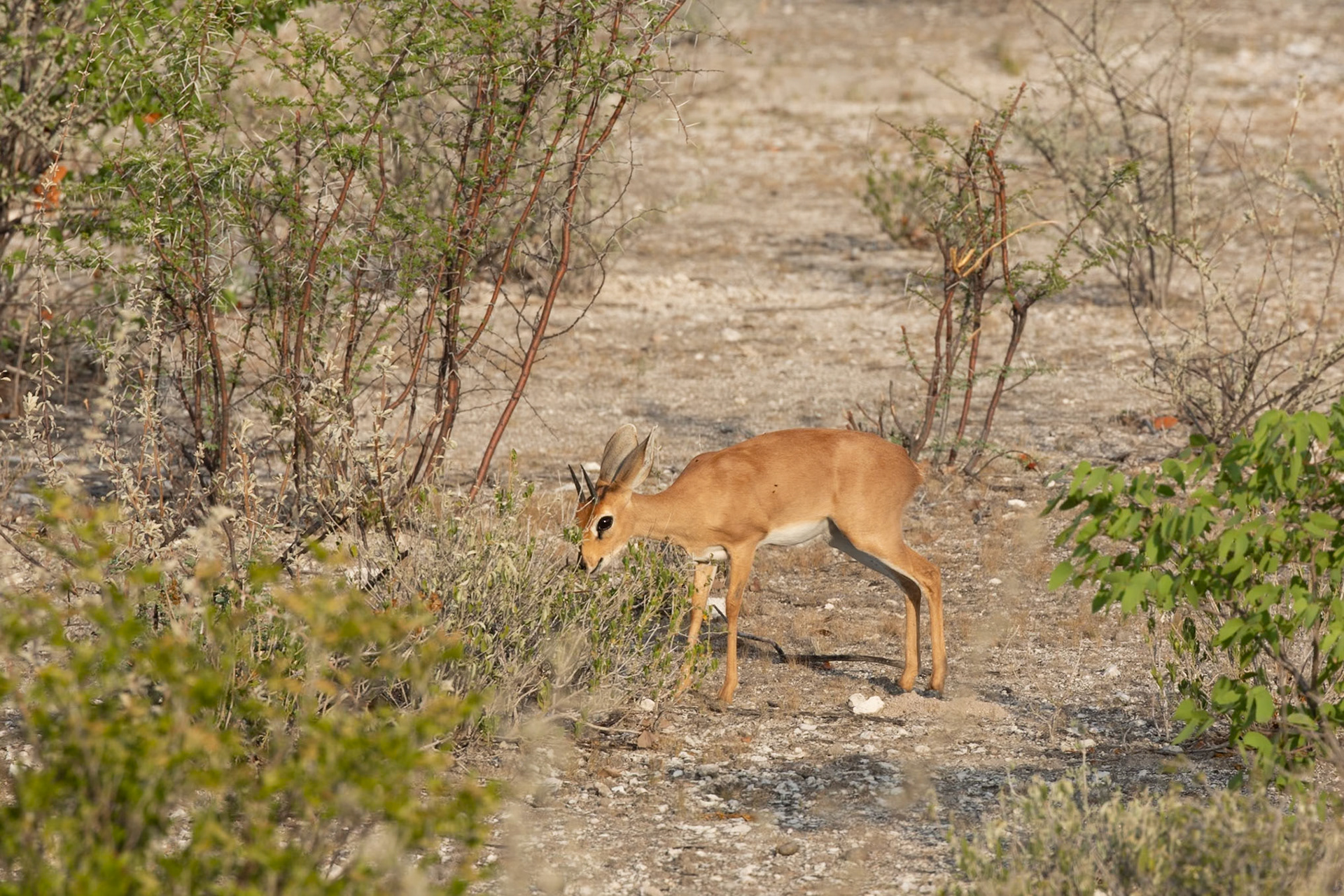 Steenbok