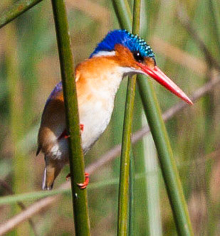 Kingfisher in Okavango delta