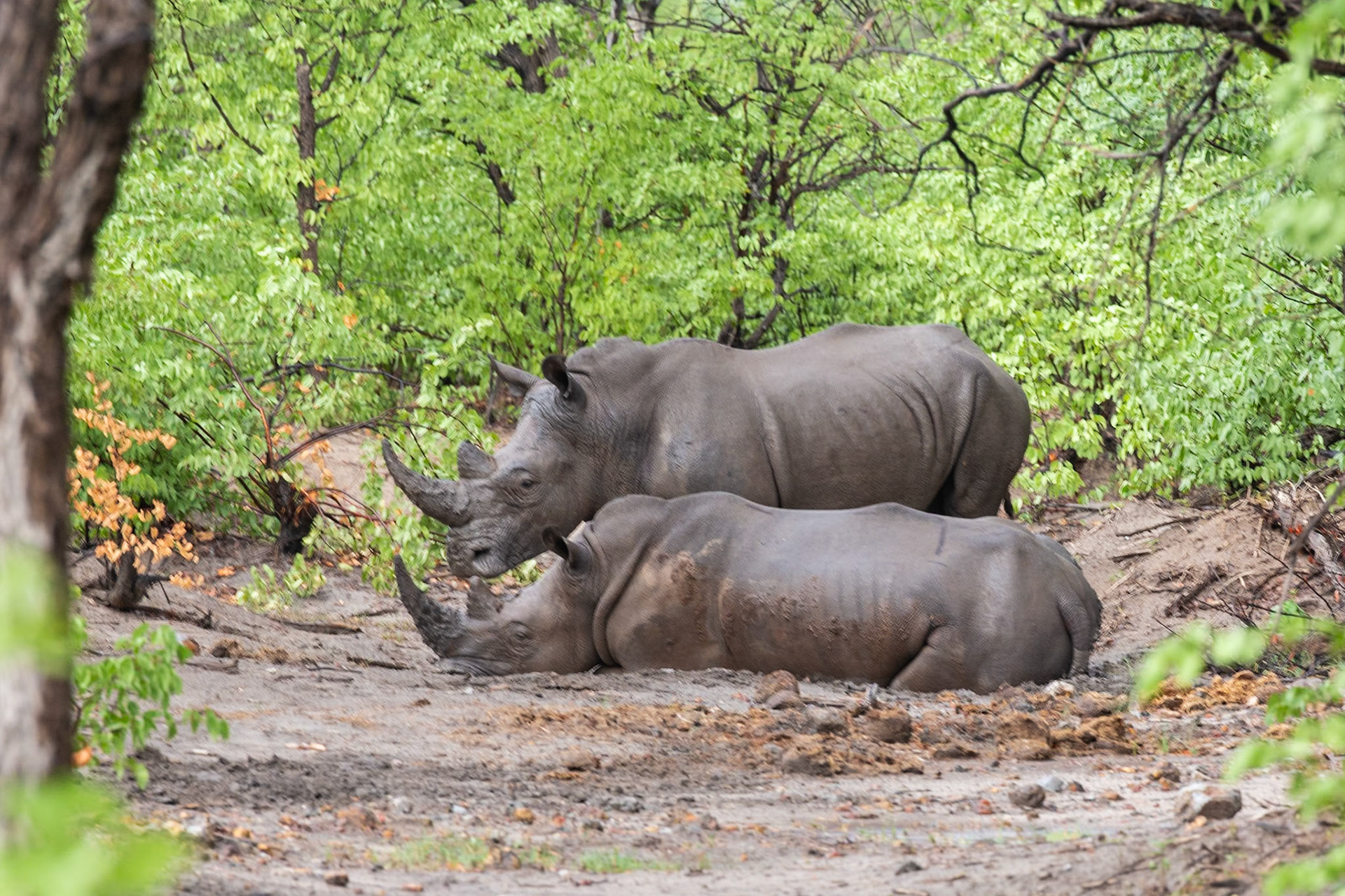 White Rhinos wallowing ....
