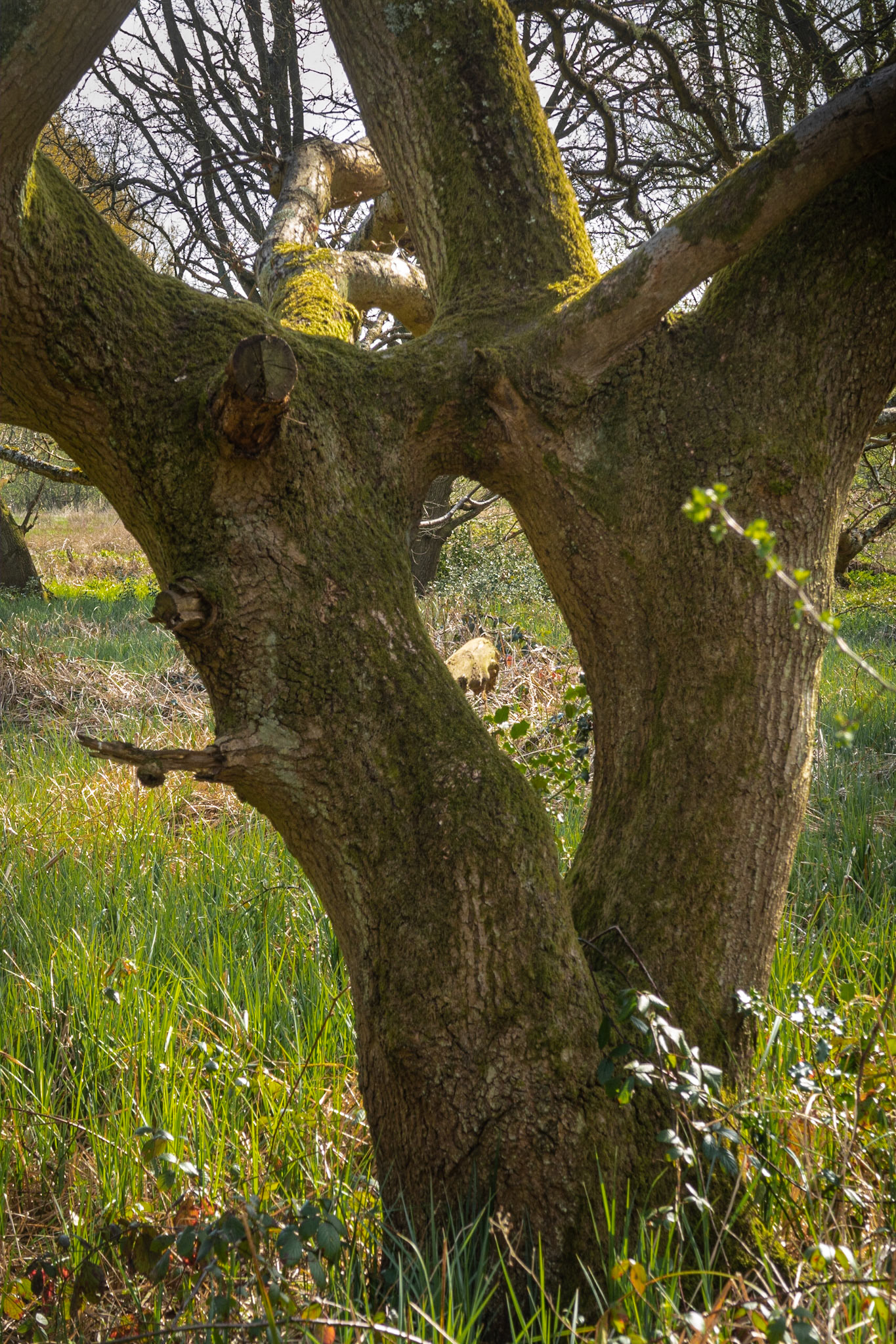 Kissing stags