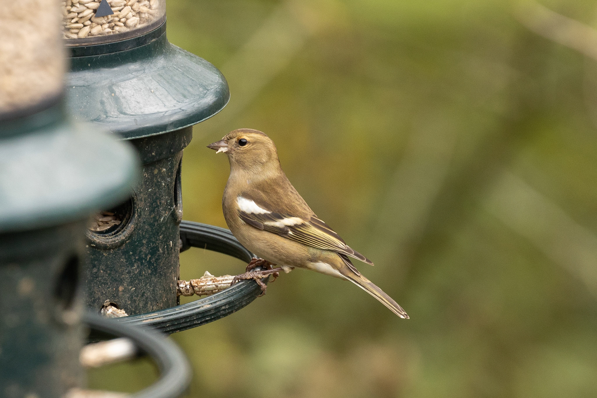 Chaffinch