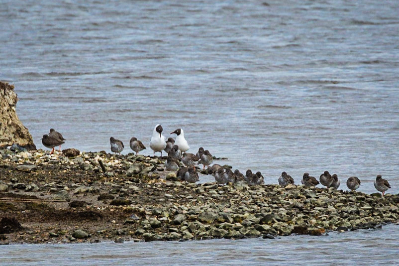 Black Headed Gull & Purple Sandpipers