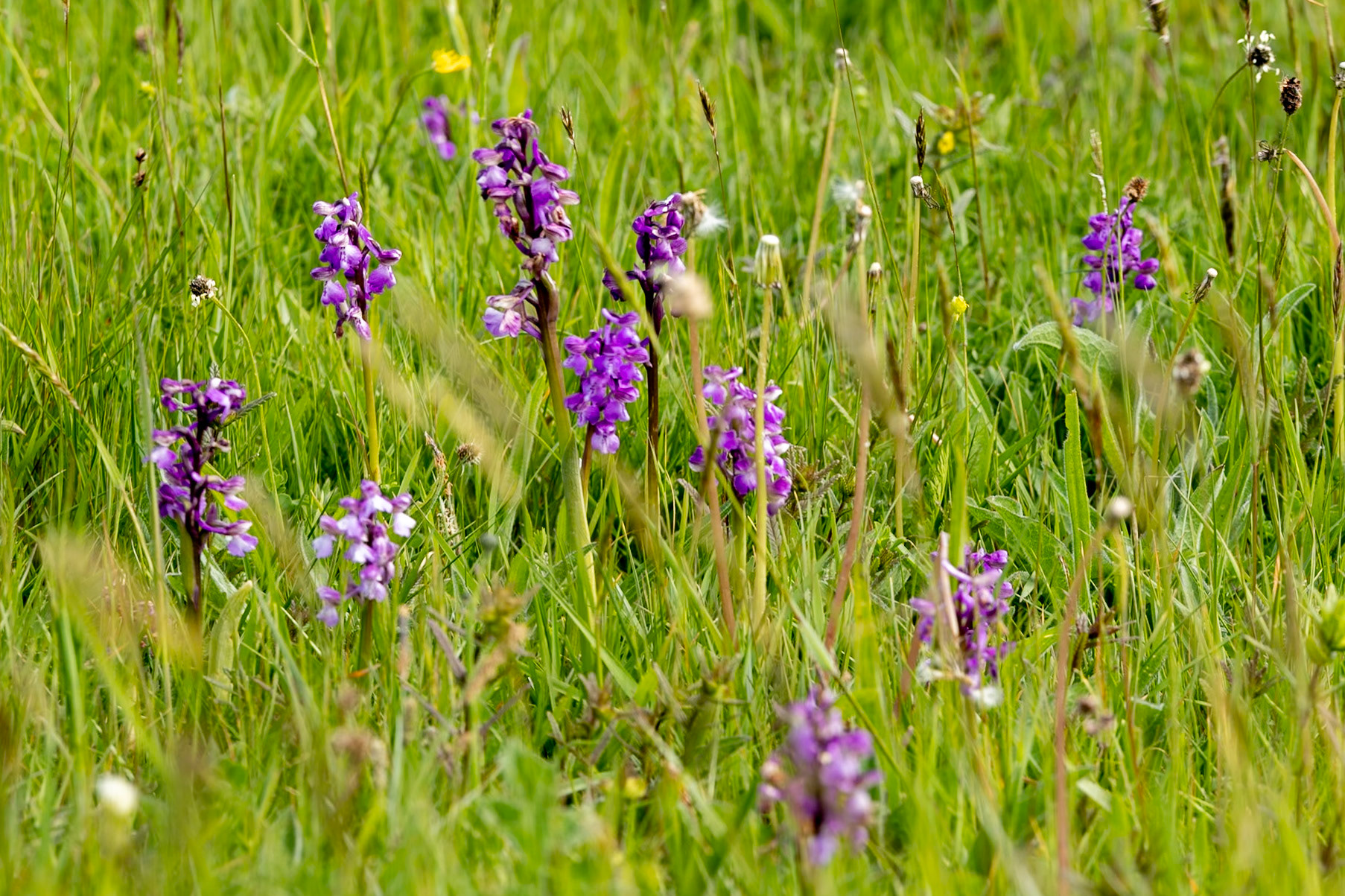 Orchids