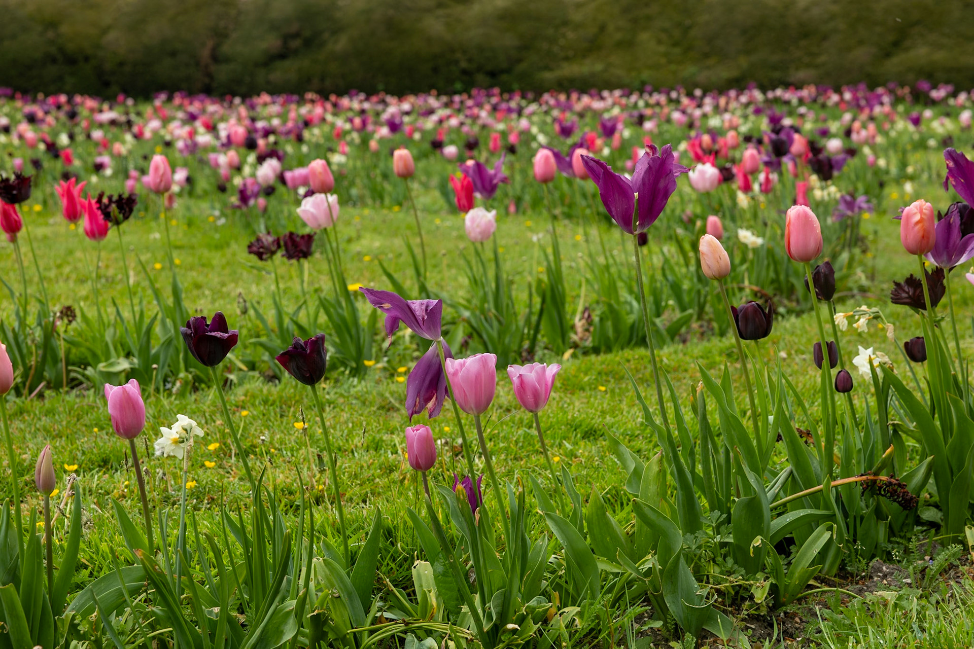 Tulips