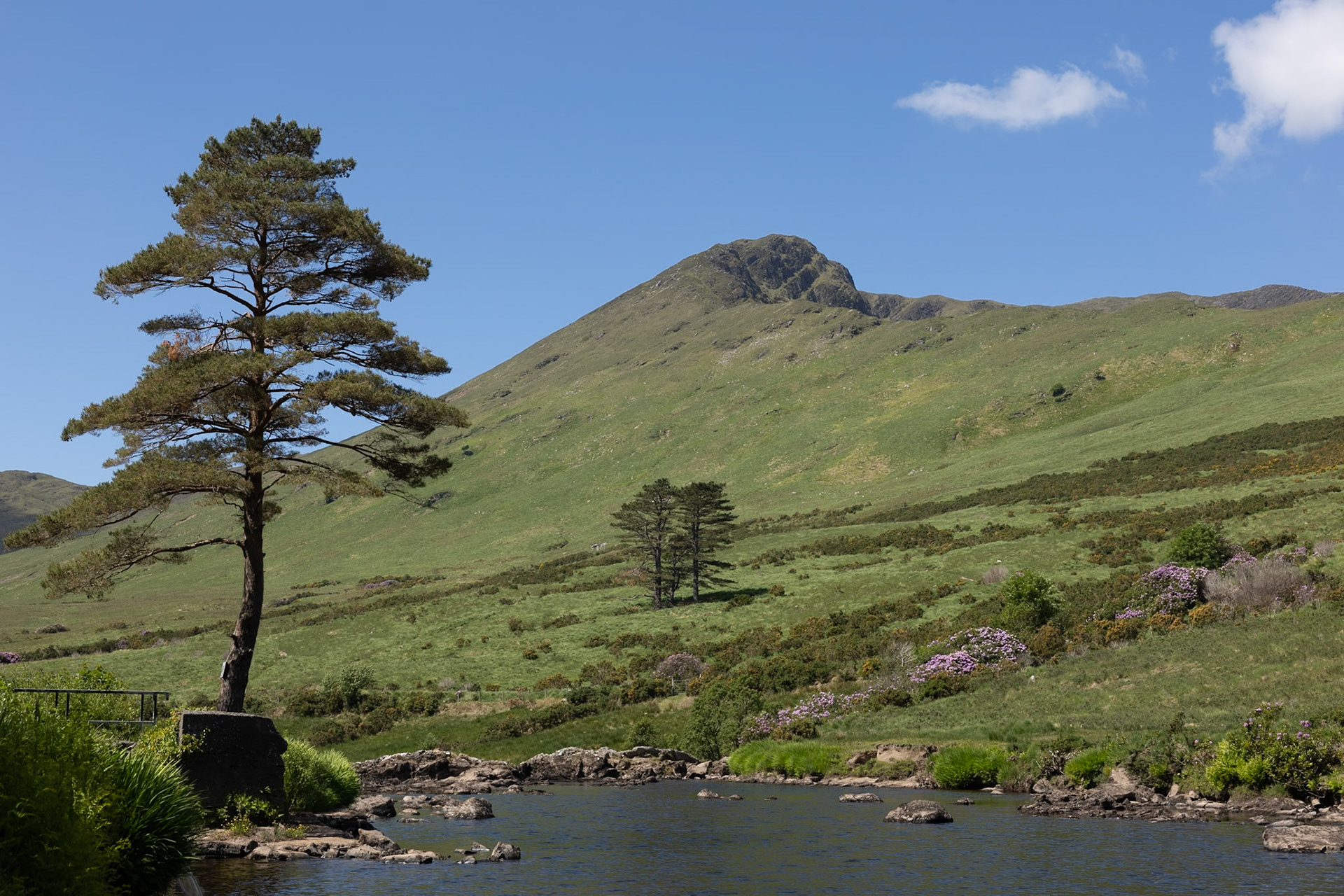 Lonely pines above Aashleagh falls