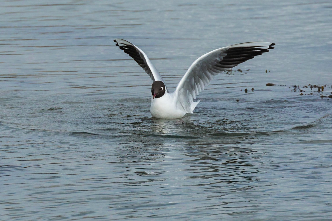 Black headed Gull