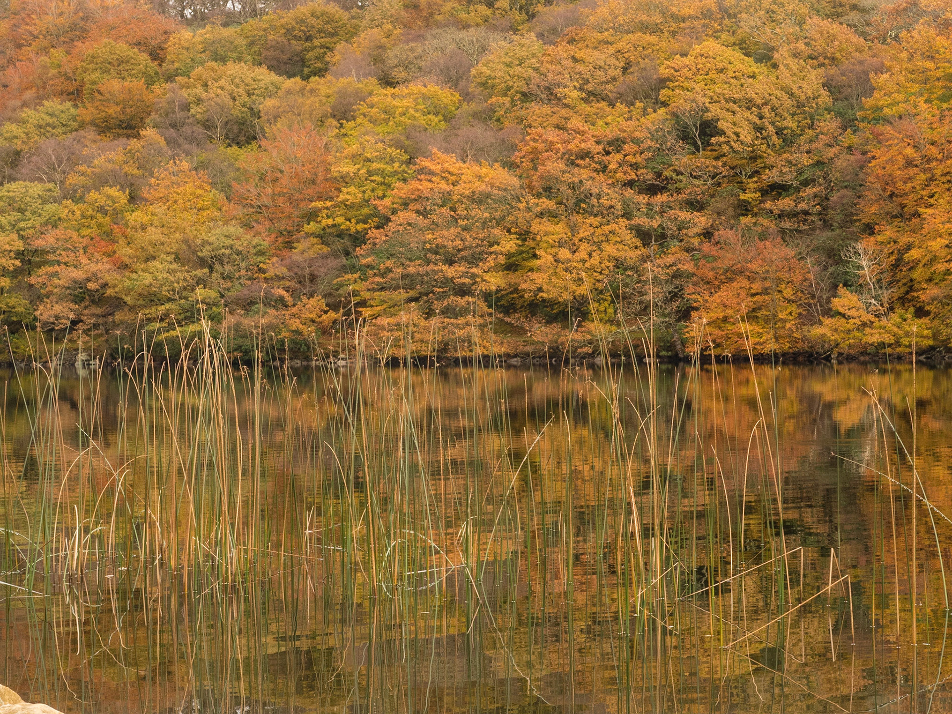 Llyn Cynwch, near Llalelltyd