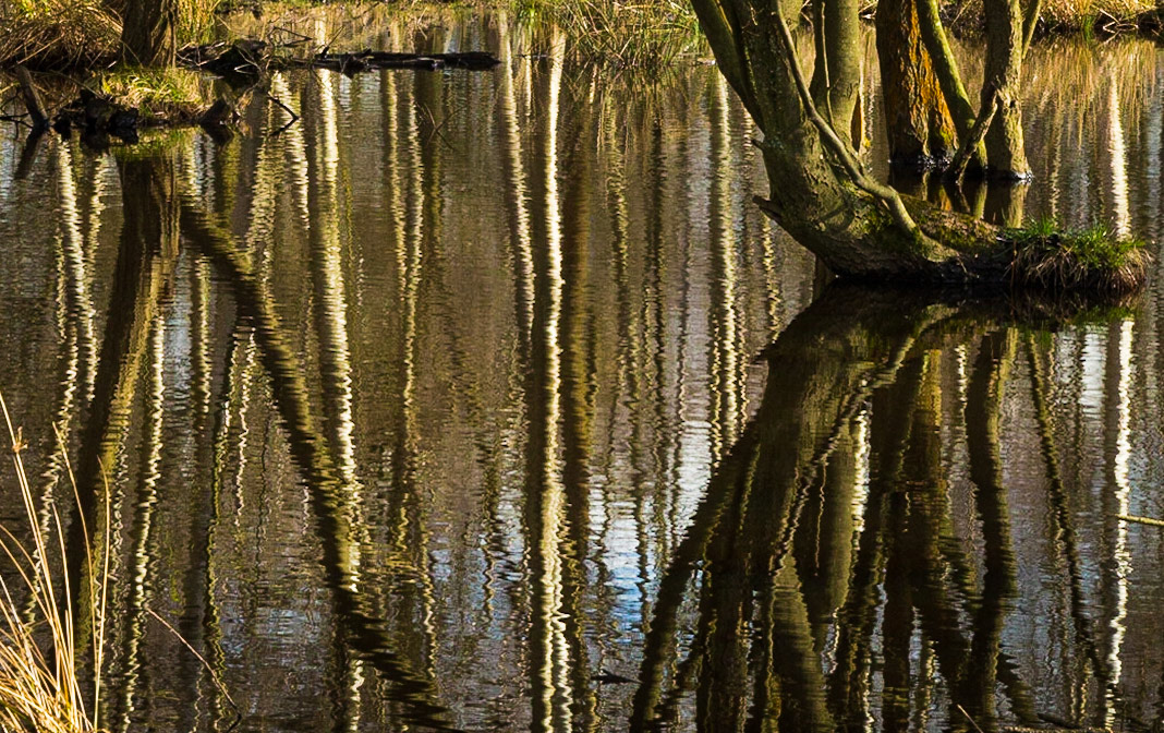 13/52 Afternoon lights on Wisley Common
