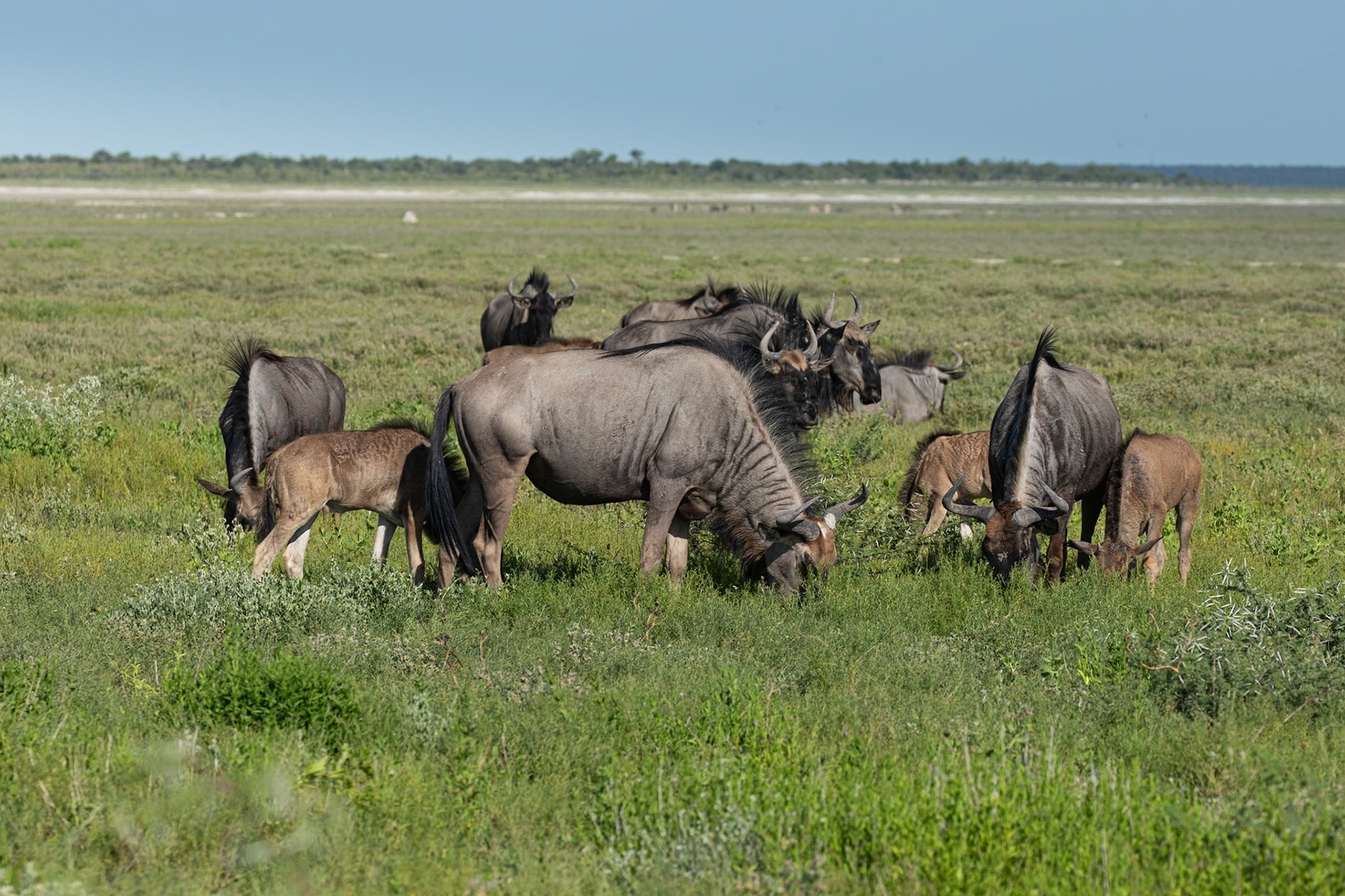 Wildebeeste grazing - IV