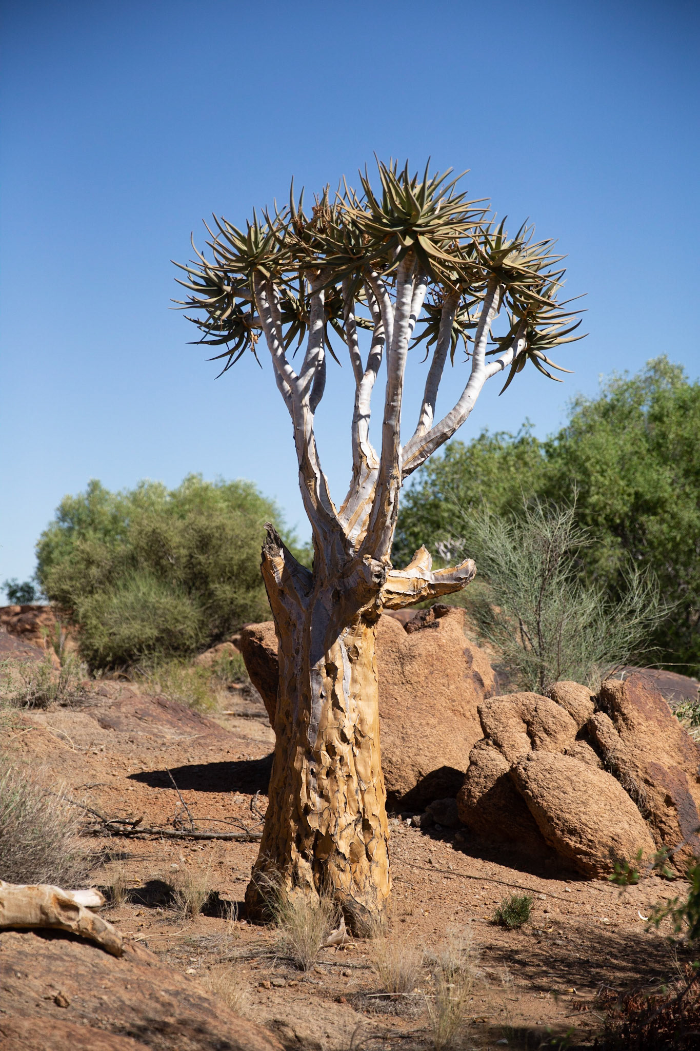 Boabab tree at Augrabies
