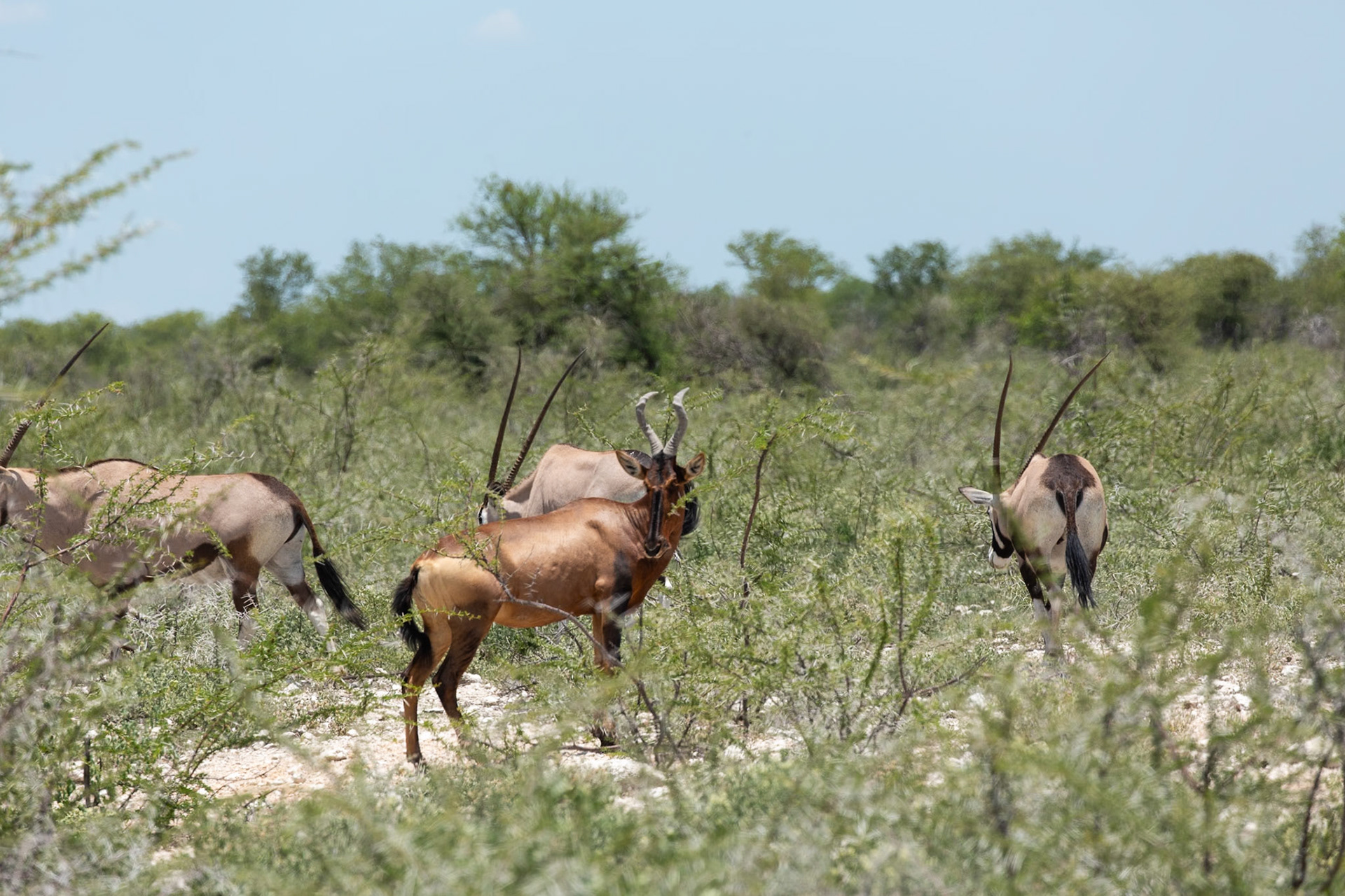 Red Haartebeest and Gemsbok