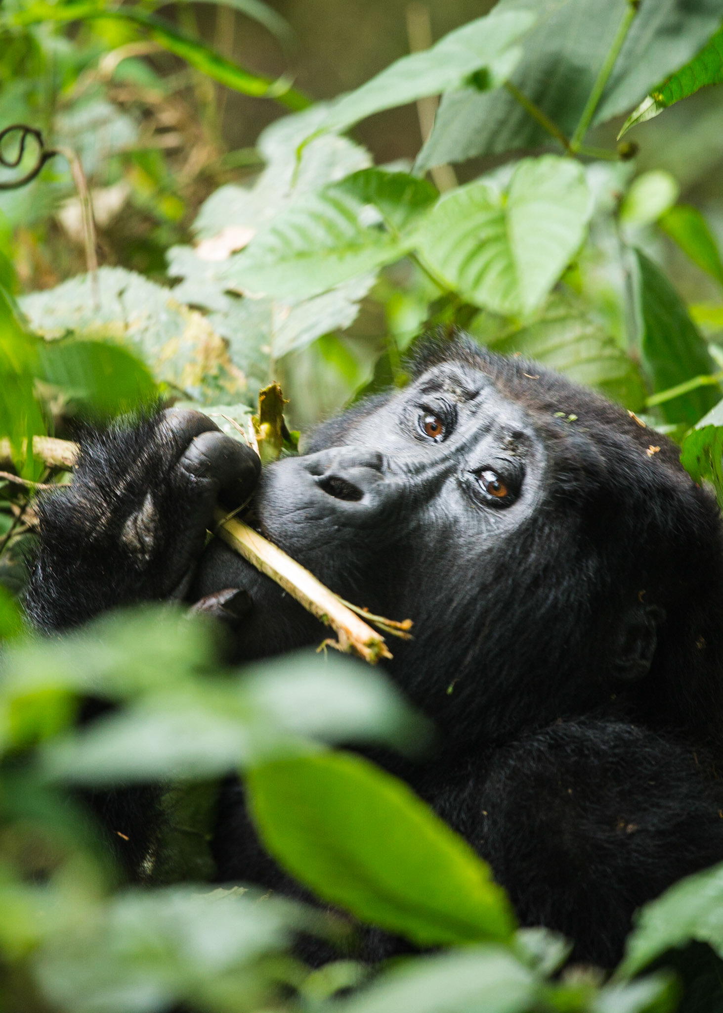 Mountain Gorilla - Bwindi Impenetrable Forest