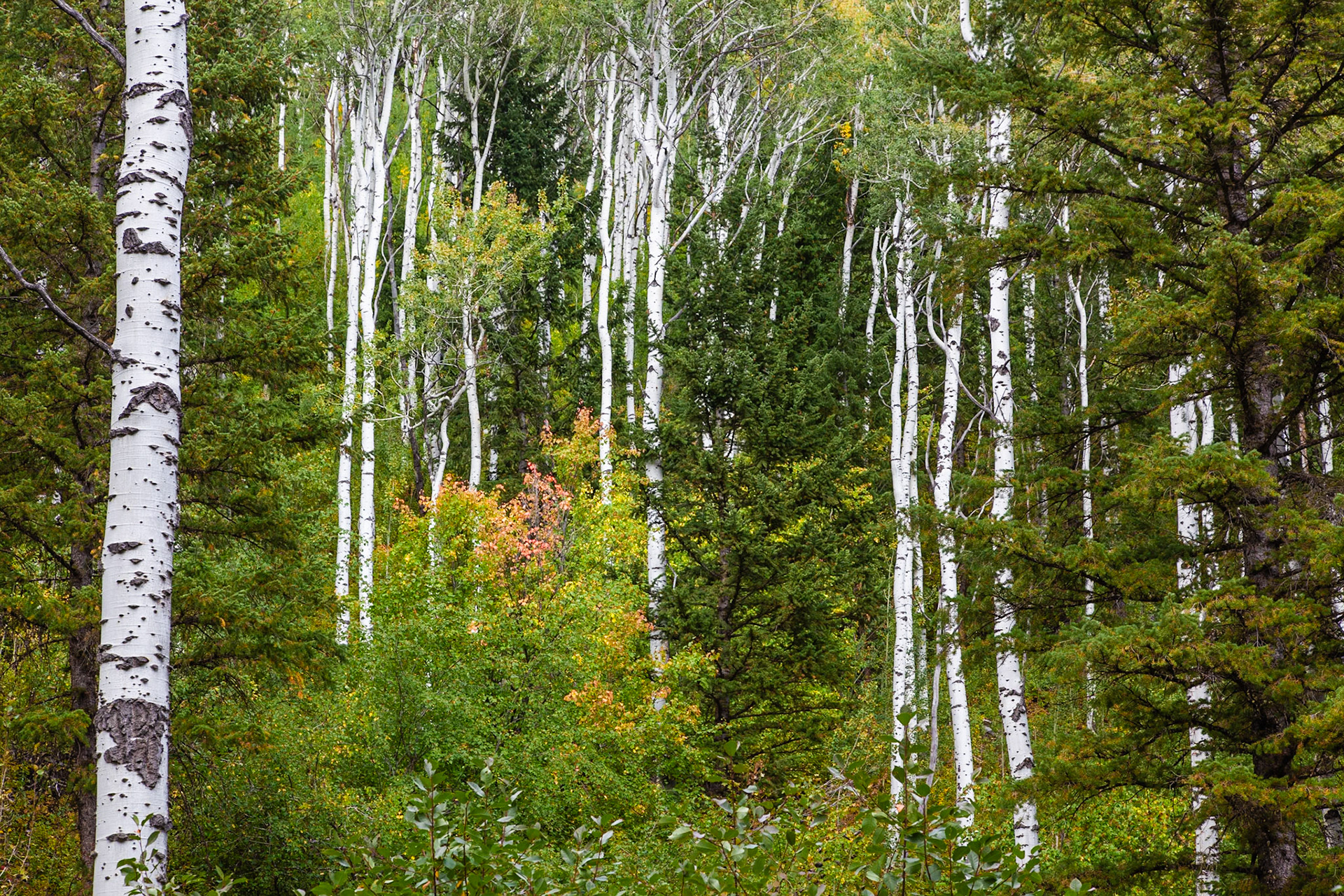 Aspen trunks