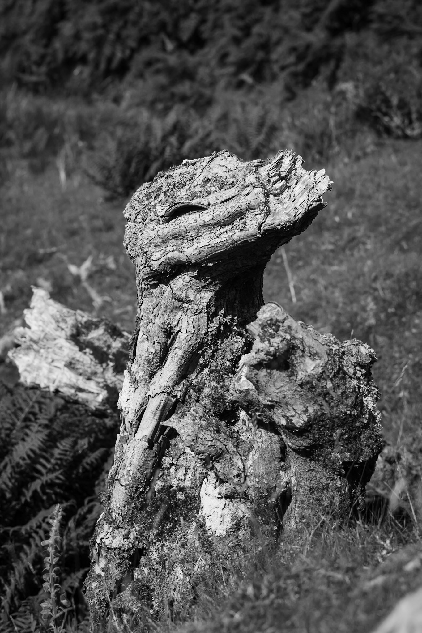 Welsh Dragon