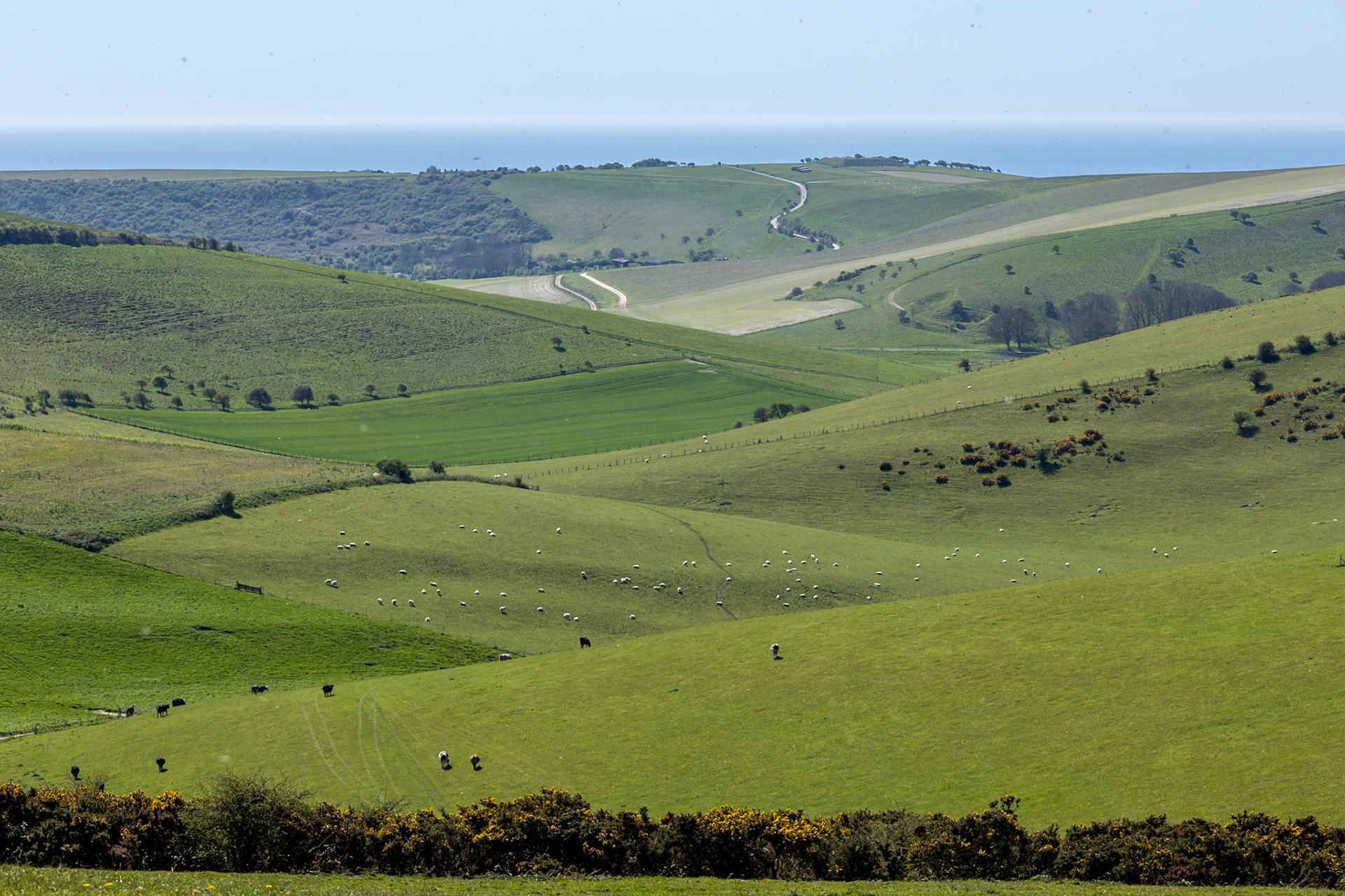 Falmer, South Downs