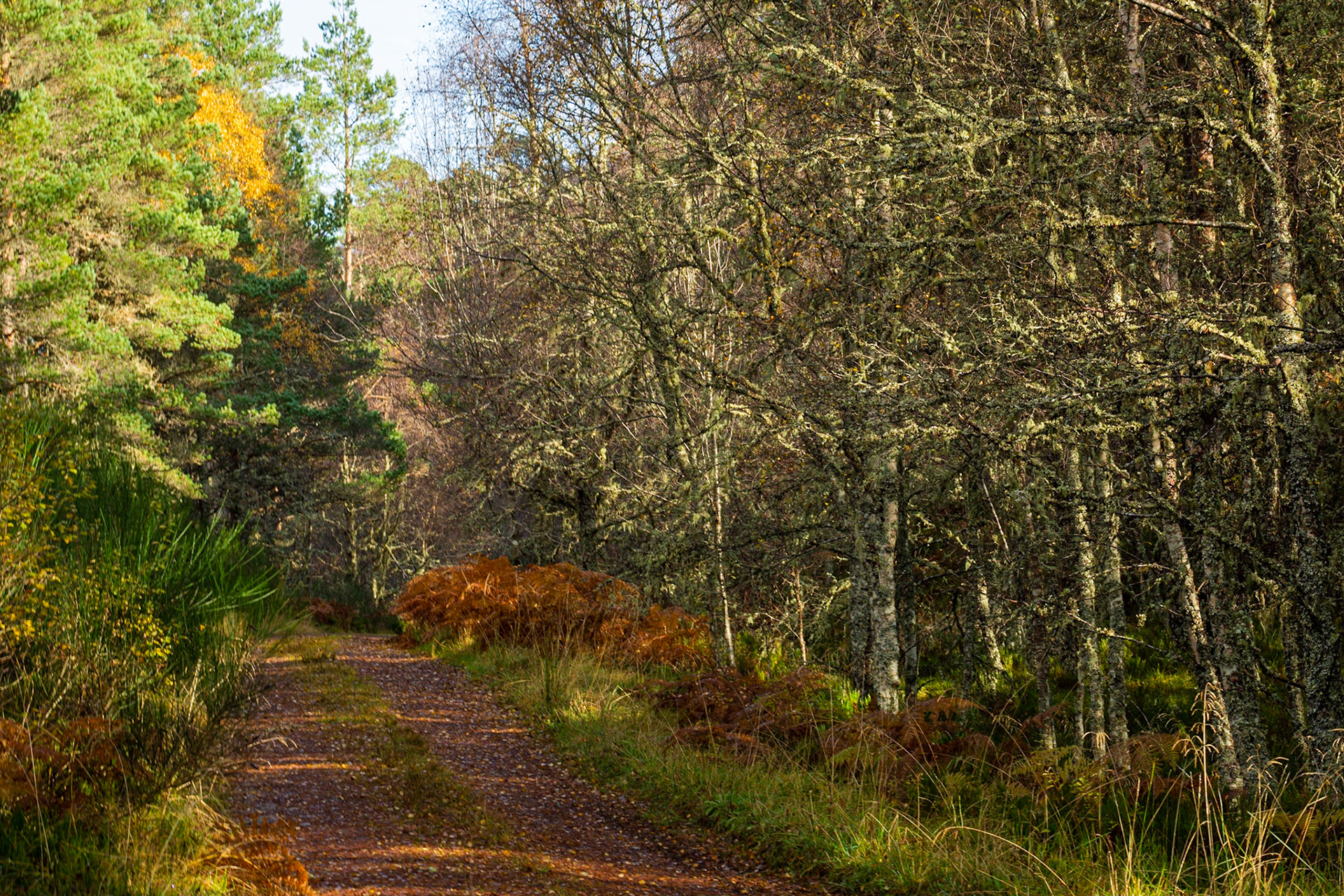 Forest path, Glen Affric