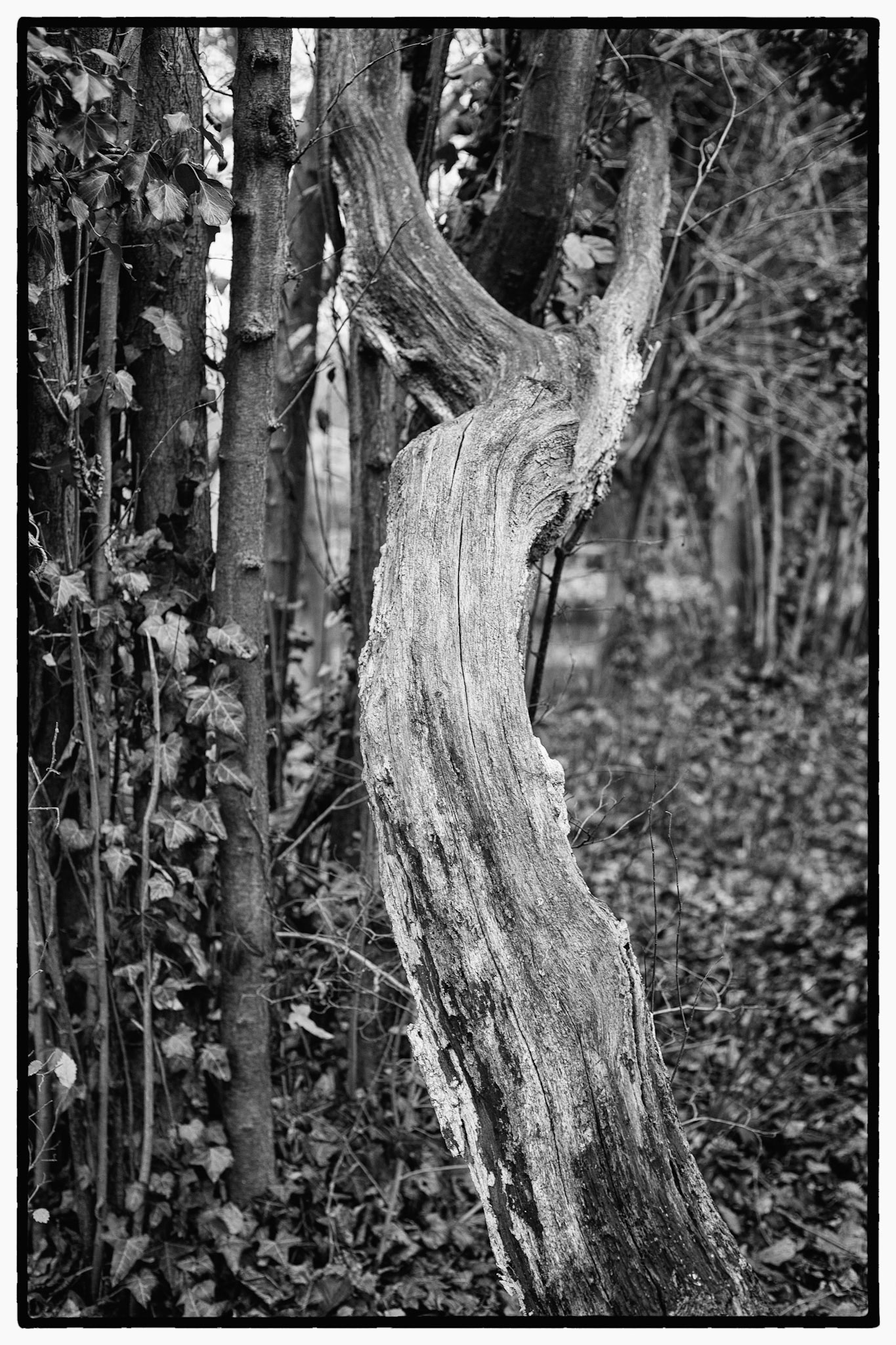 Eve - Dead tree near Dodds bridge