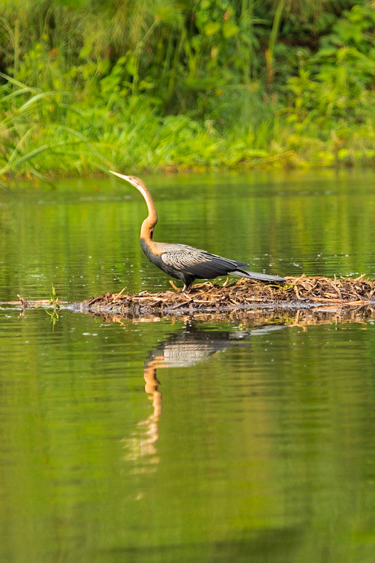 African Darter