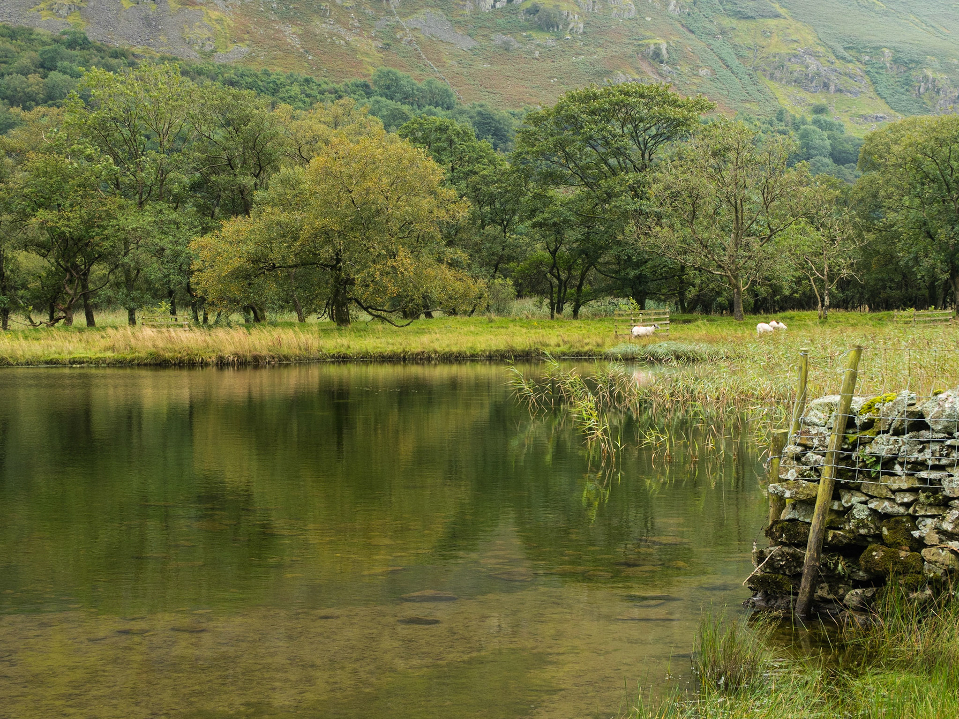 Reflection - Brotherwswater