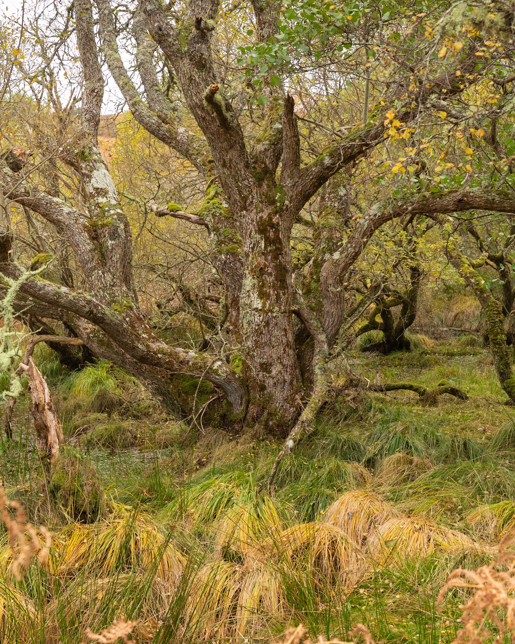 Woodland on Kyle of Tongue