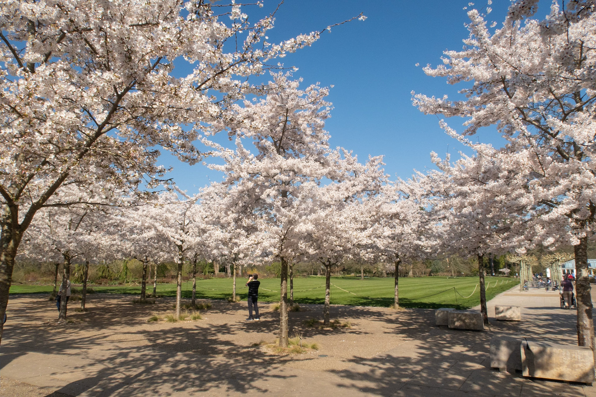 Flowering cherries in majesty