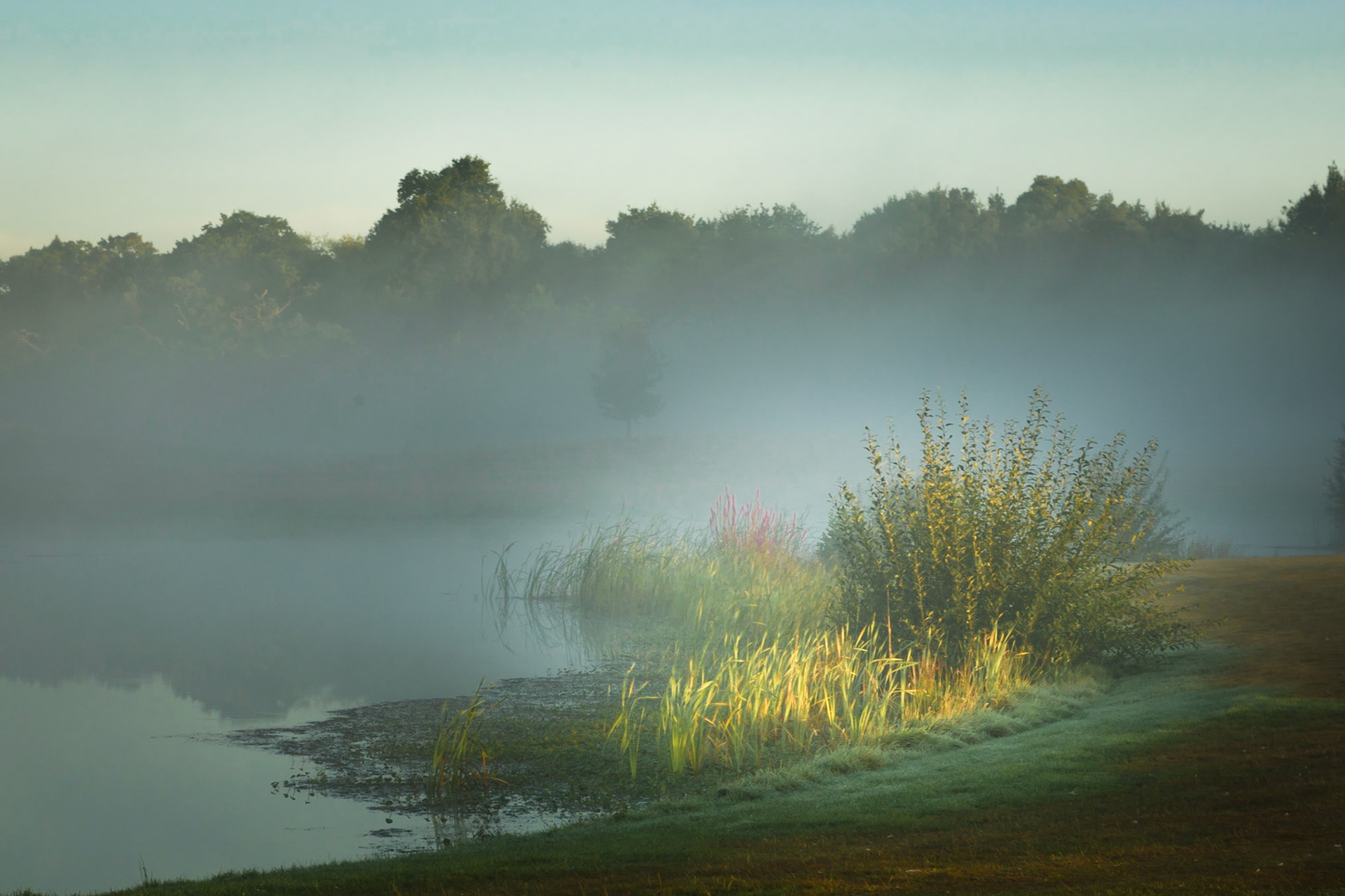 Catching the reeds in the mist on the edge of small lake