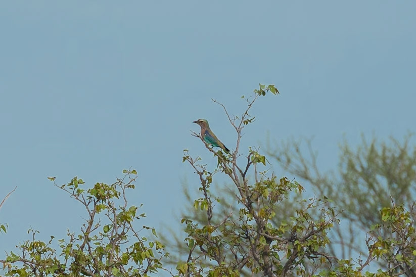 Lilac Breasted Roller