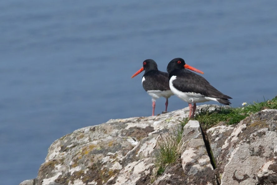 Muck - Oyerstercatchers