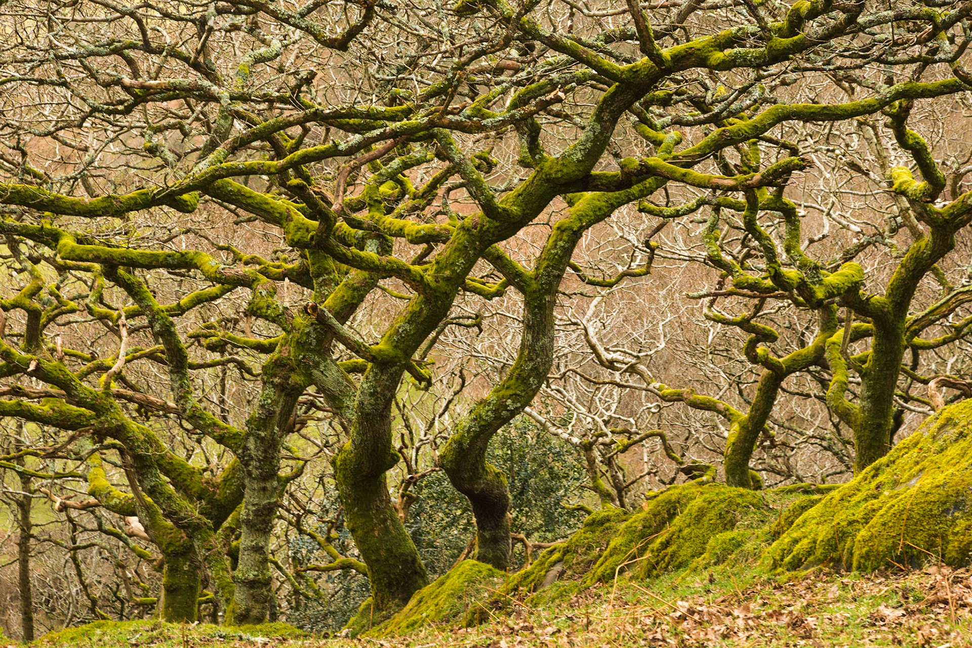 Cwm Maethlon