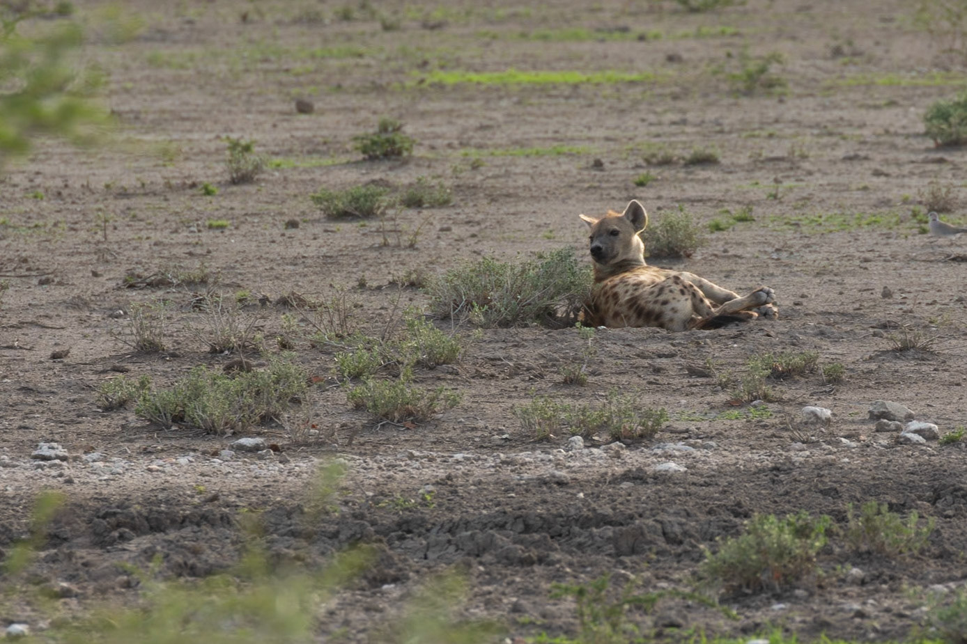 Reclining Spotted Hyena