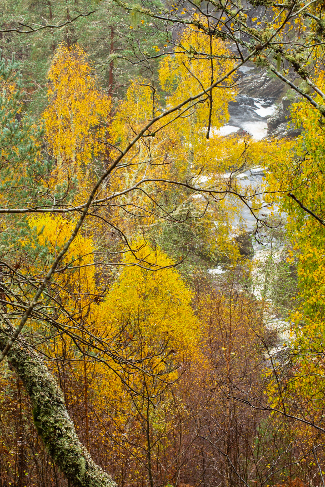 Through the birches down onto River Affric