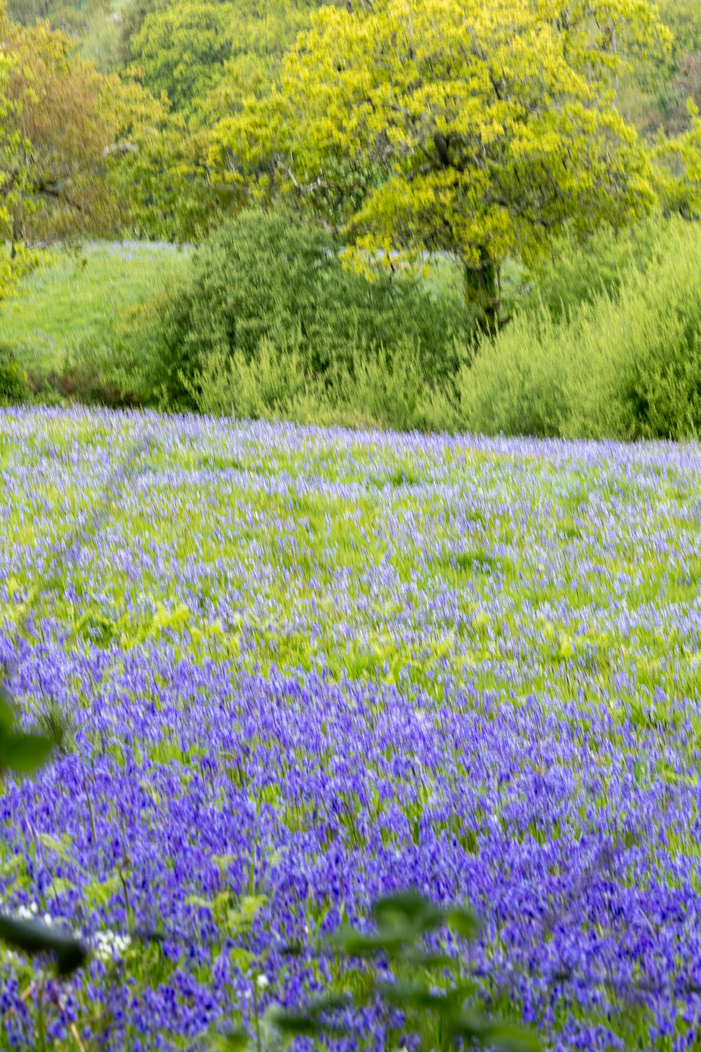 Bluebells!