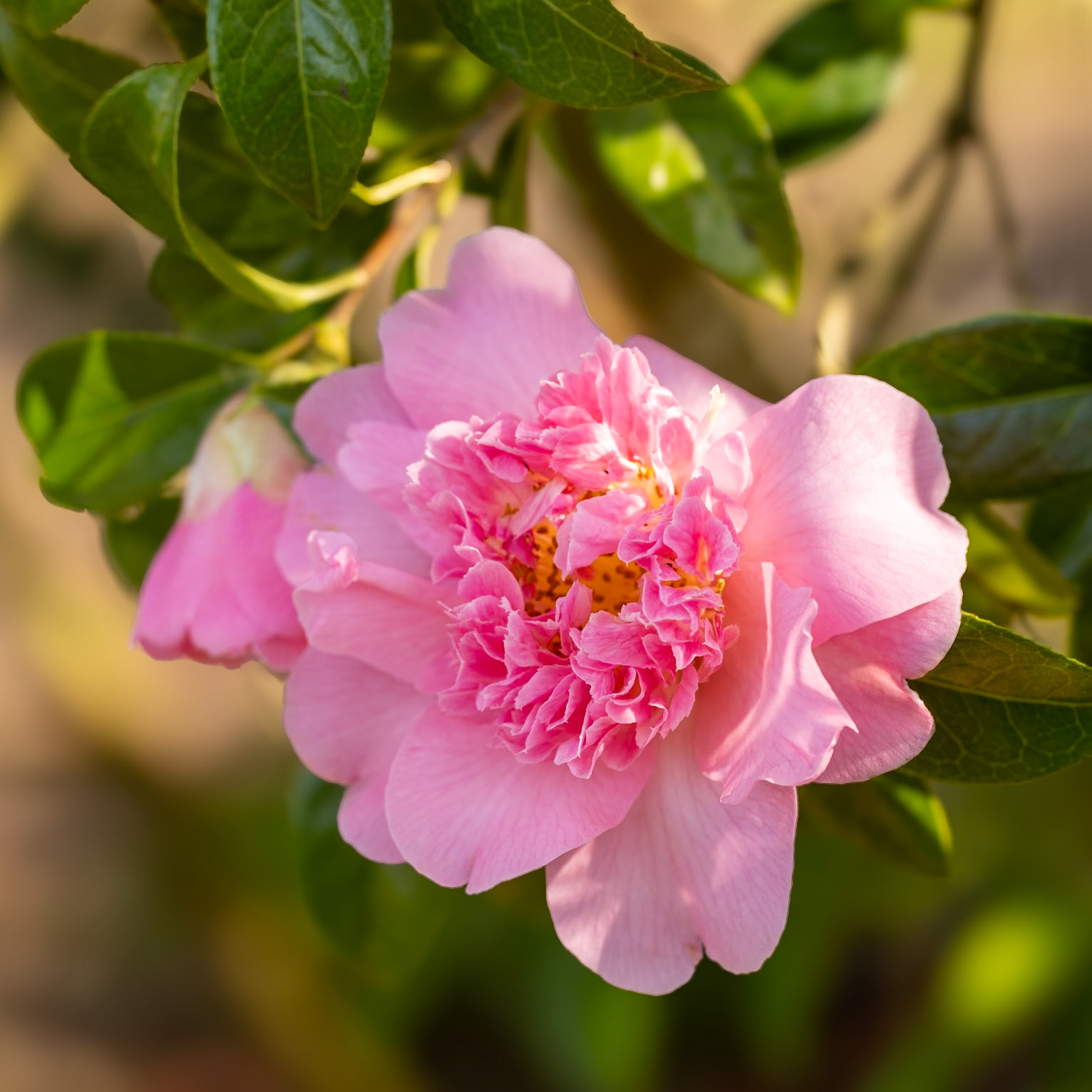 Camelia flower head