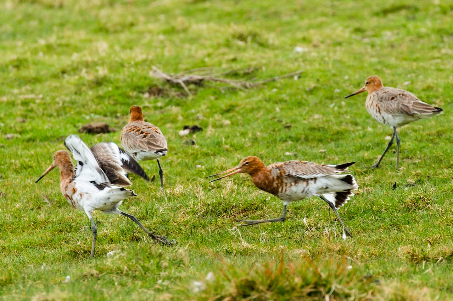 Blacked Tailed Godwit