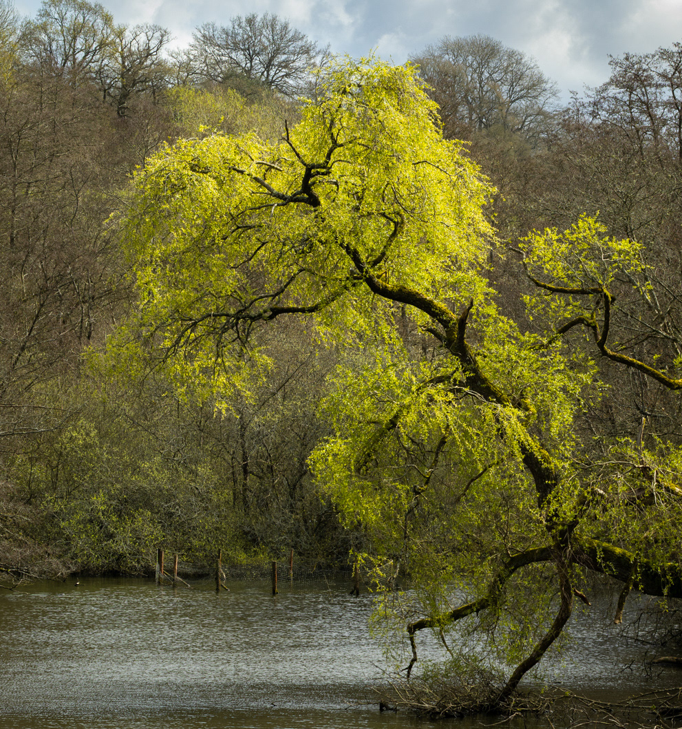 Spring Arrival, Winkworth Arboretum